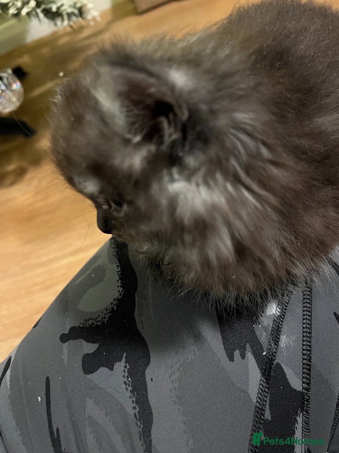 Persian cats for sale: Beautiful Persian Boy - Advert 5