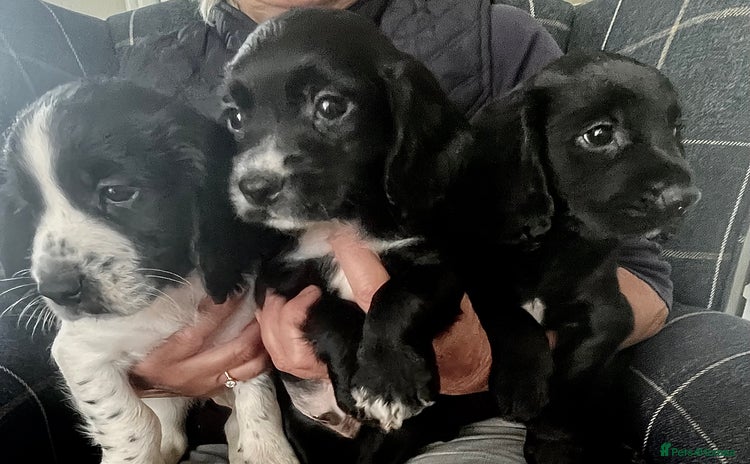 Cocker Spaniel dogs - Advert 9