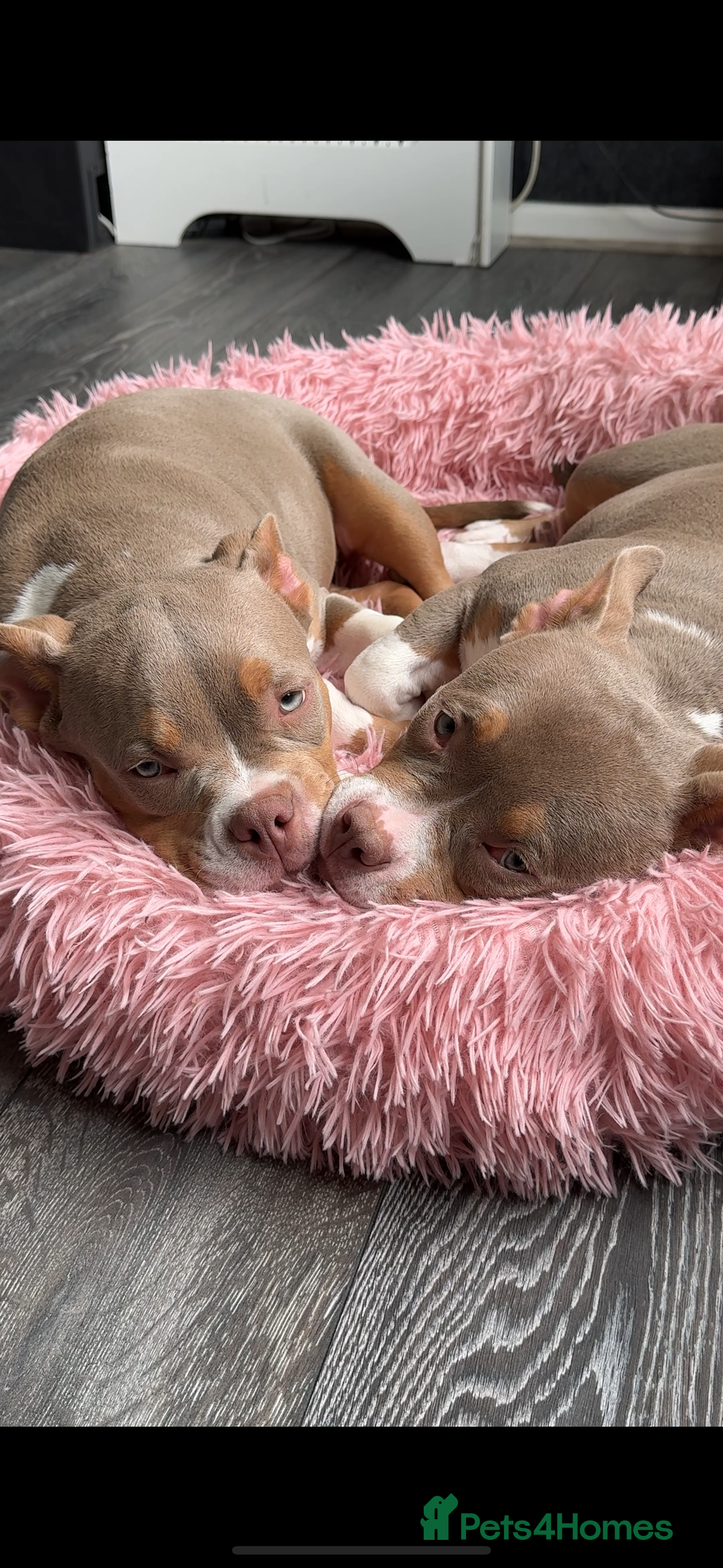 American Bully dogs for sale: American bully puppy twins available  - Image 5