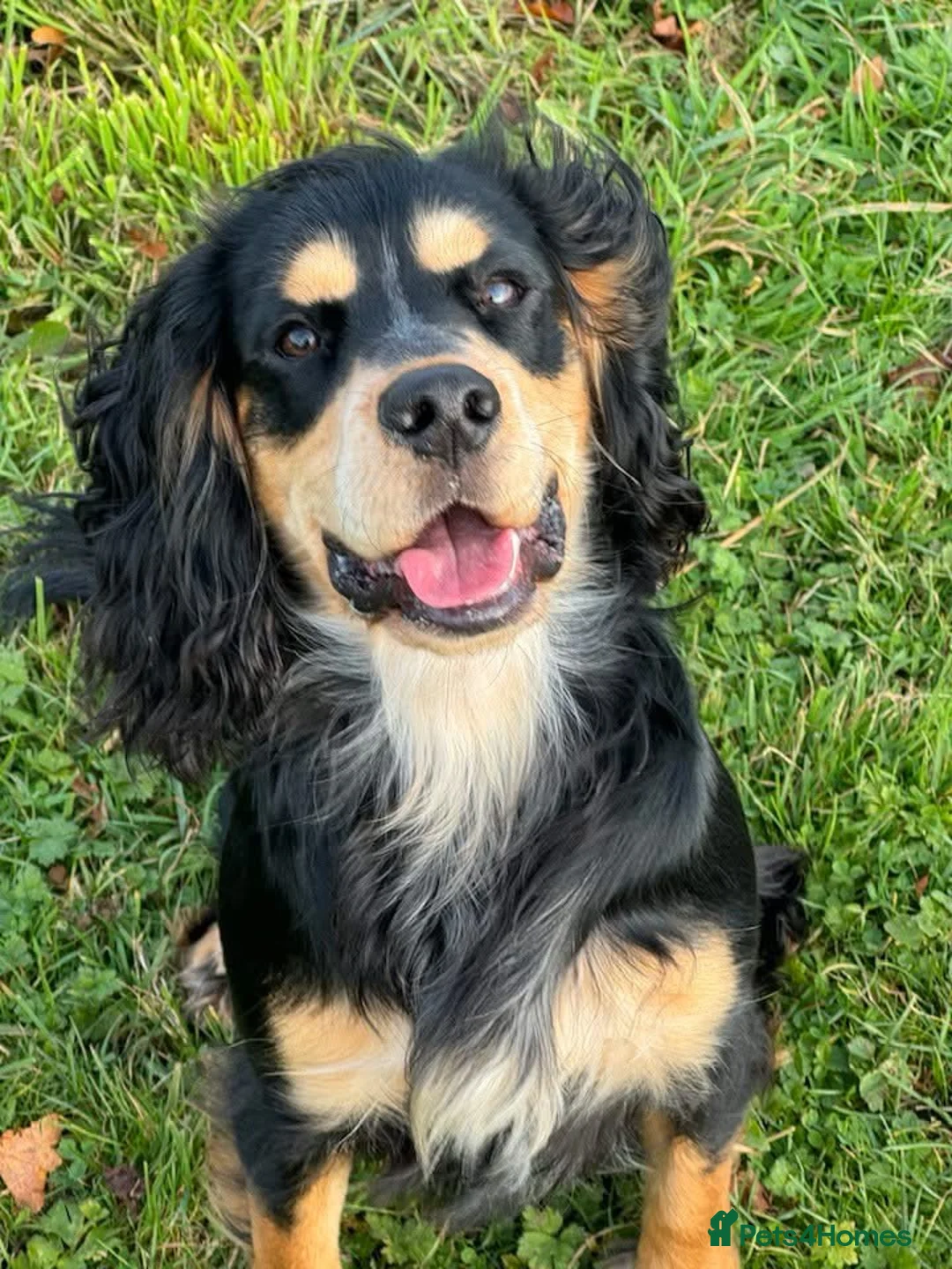 Cocker Spaniel dogs for sale: Cocker spaniel puppies - Advert 20