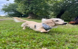 Miniature Dachshund dogs for sale: Rare Cream Gorgeous Dachshund Puppies  - Image 17