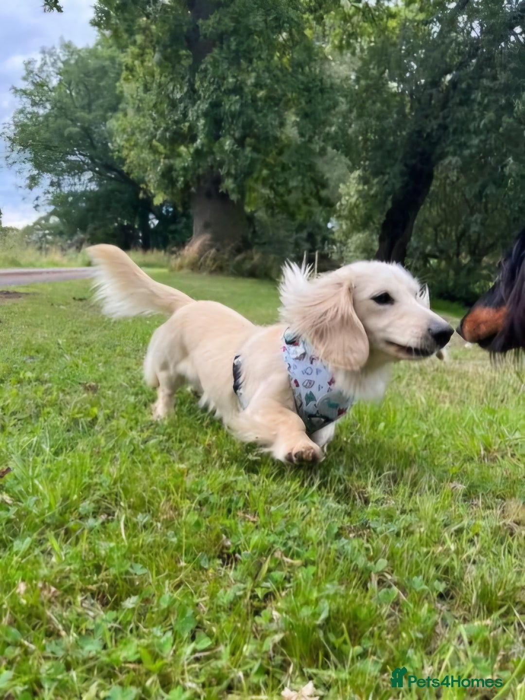 Miniature Dachshund dogs for sale: Rare Cream Gorgeous Dachshund Puppies  - Image 17