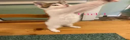 British Shorthair cats for sale: British Shorthair Kittens  - Advert 13