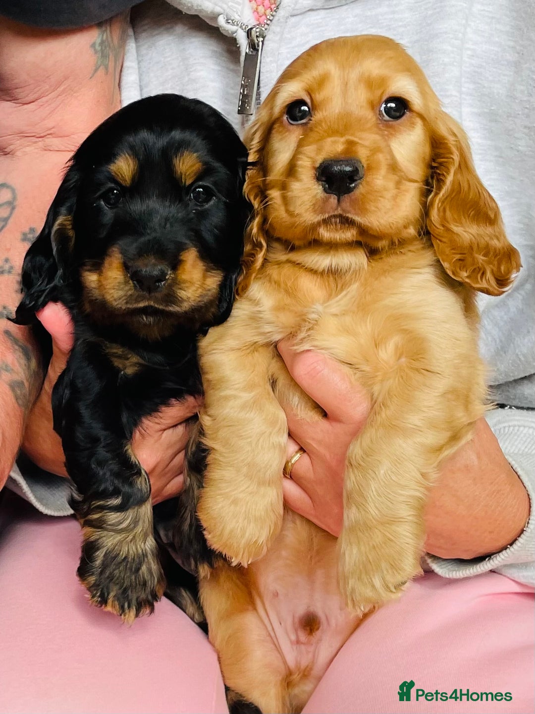 Cocker Spaniel dogs for sale: Top quality fully health tested show cocker pups - Image 21