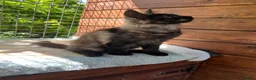 Maine Coon cats for sale: ⭐️Beautiful Maine Coon Kittens⭐️ - Advert 20