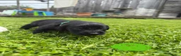 Cockerdor dogs for sale: 10 beautiful LabXcocker pups in Shrewsbury - Advert 13