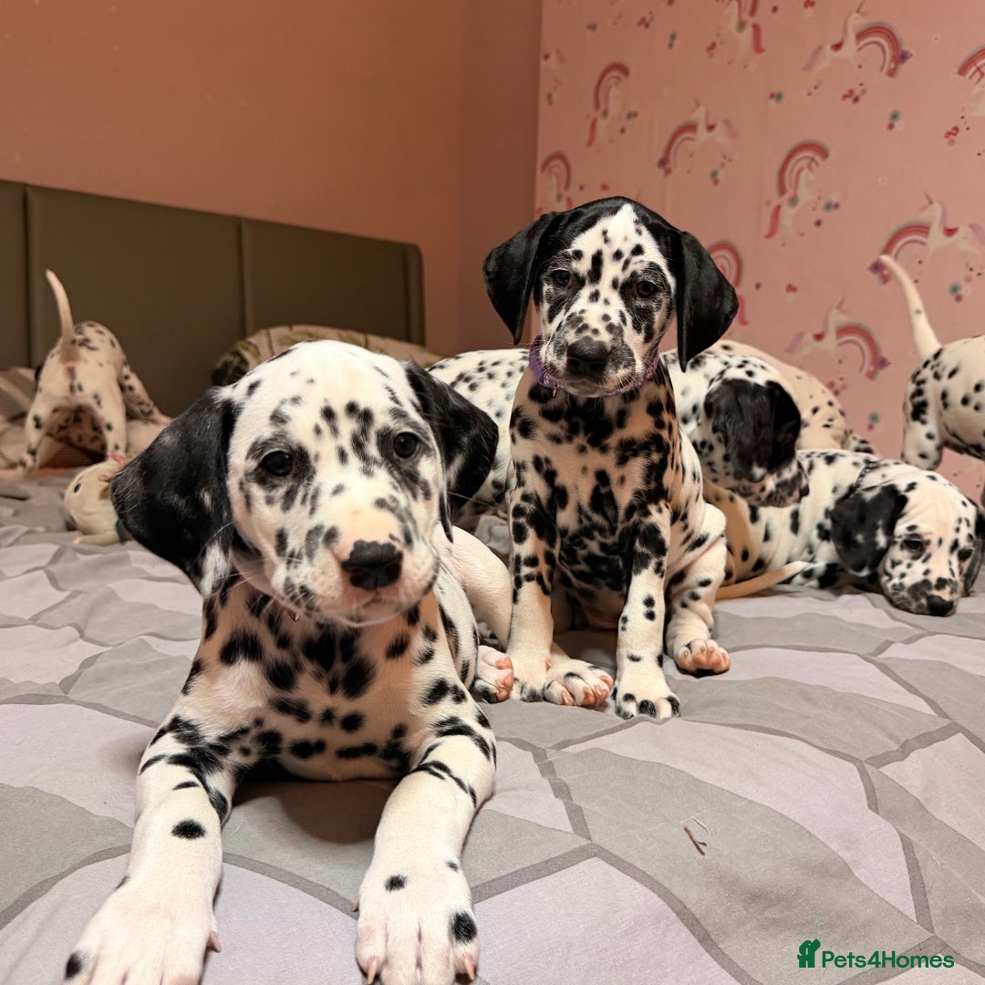 Dalmatian dogs for sale: 🐾 Beautiful Dalmatian Puppies 🐶  - Advert 27
