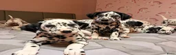 Dalmatian dogs for sale: 🐾Our Last Boy looking for forever home 🐶 💙 - Advert 23