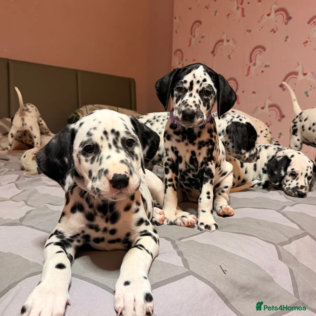Dalmatian dogs for sale: 🐾Our Last Boy looking for forever home 🐶 💙 - Advert 23