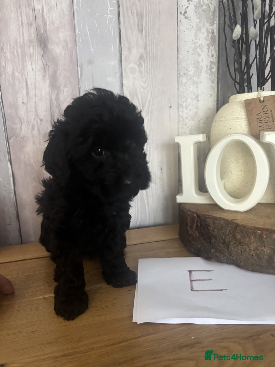 Cockapoo dogs for sale: Cockapoo Puppies looking for their forever homes - Advert 18