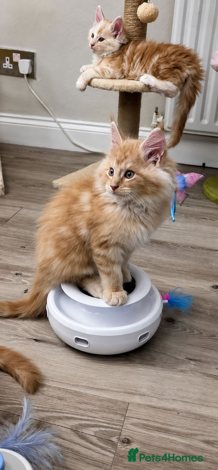 Maine Coon cats Cream maine coon boy 💓  - Advert 2