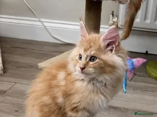 Maine Coon cats Cream maine coon boy 💓 - Advert 15
