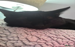 Bombay cats for sale: Beautiful black cat - Advert 4