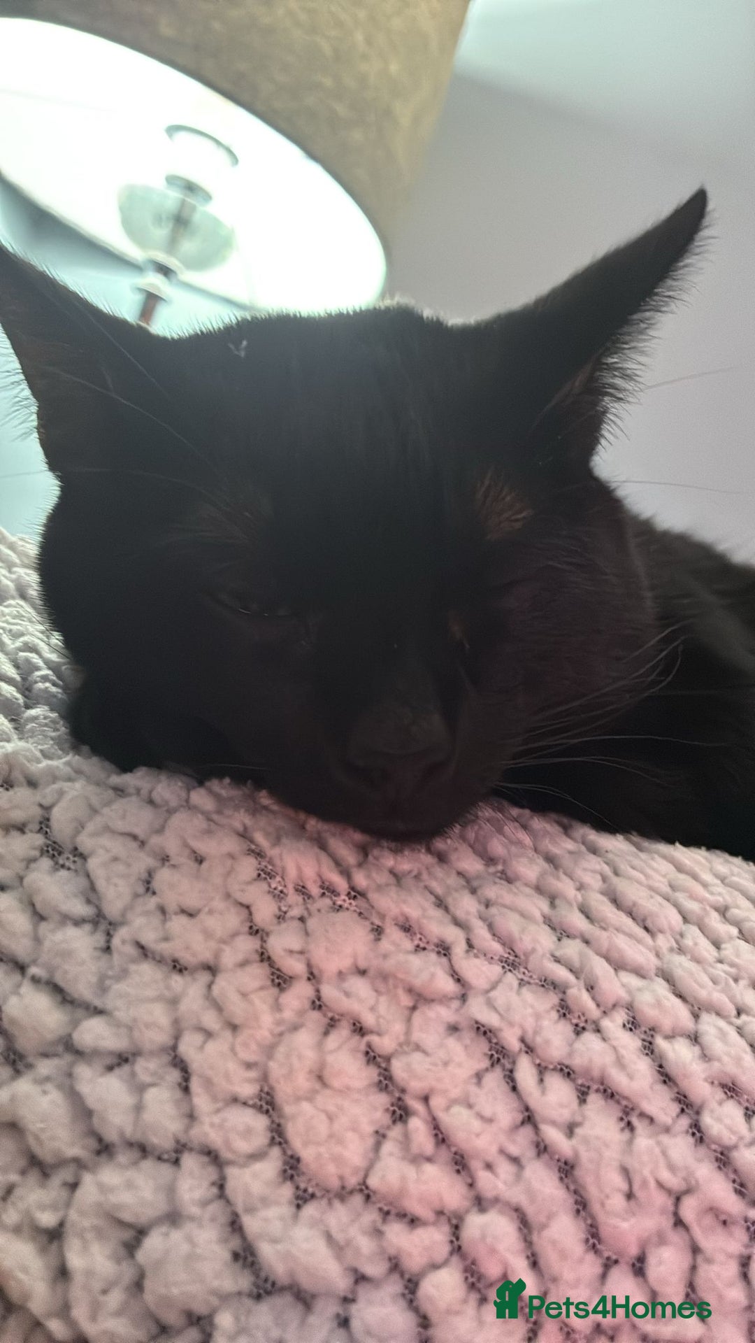 Bombay cats for sale: Beautiful black cat - Advert 4