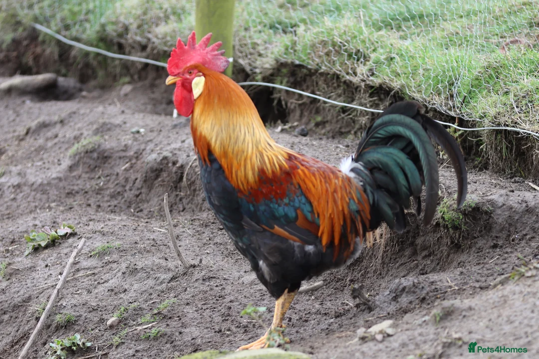 Chickens poultry for sale: Excellent Leghorn cockerals  - Advert 1