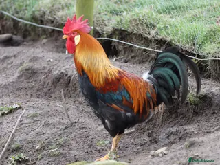 Chickens poultry Excellent Leghorn cockerals - Advert 1