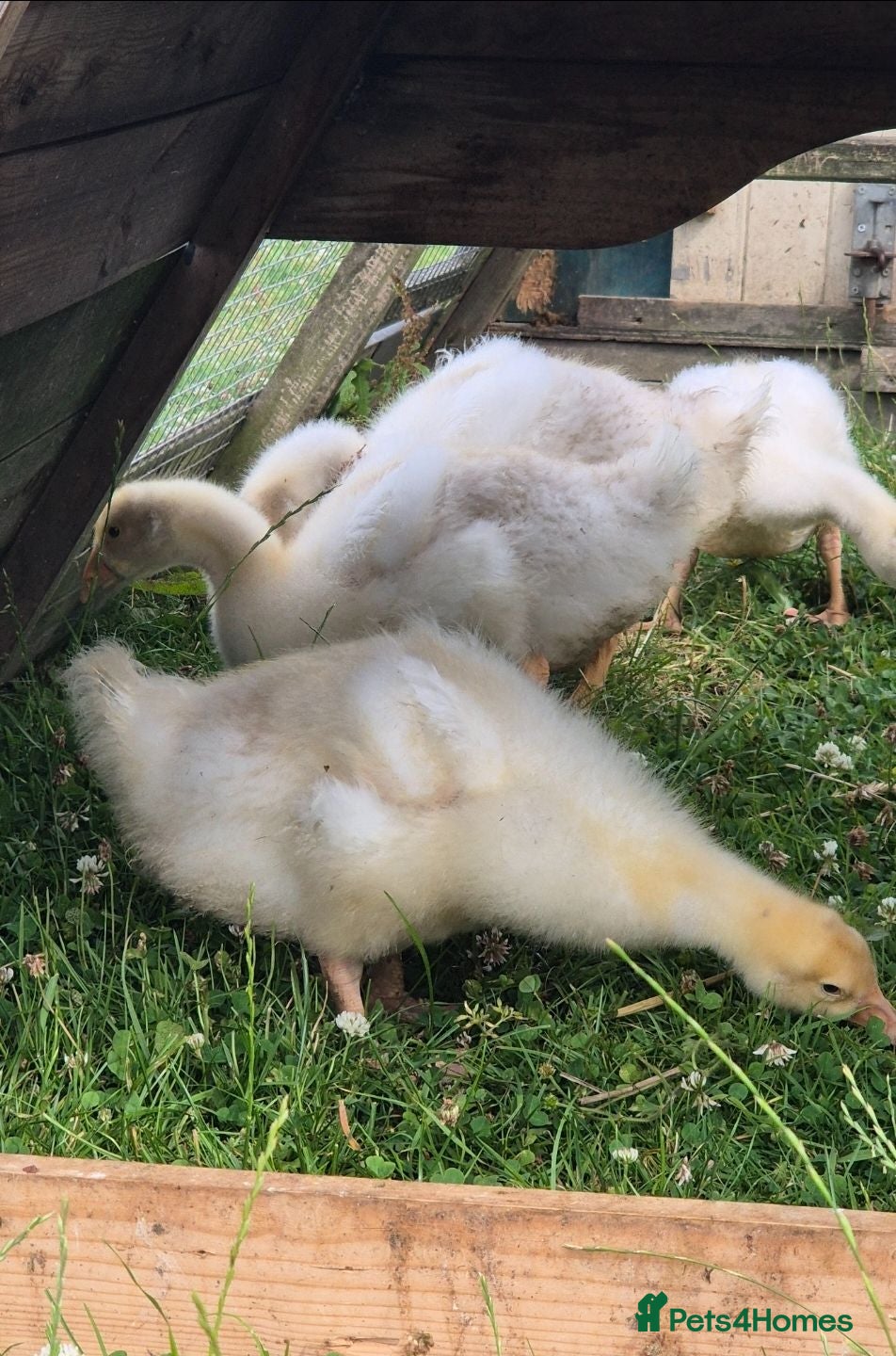 Geese poultry White sebastopol goslings for sale - Advert 5