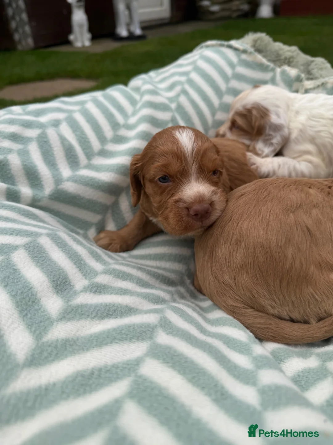 Sprocker dogs for sale: Beautiful Sprocker Spaniel Pups in Doncaster - Advert 17