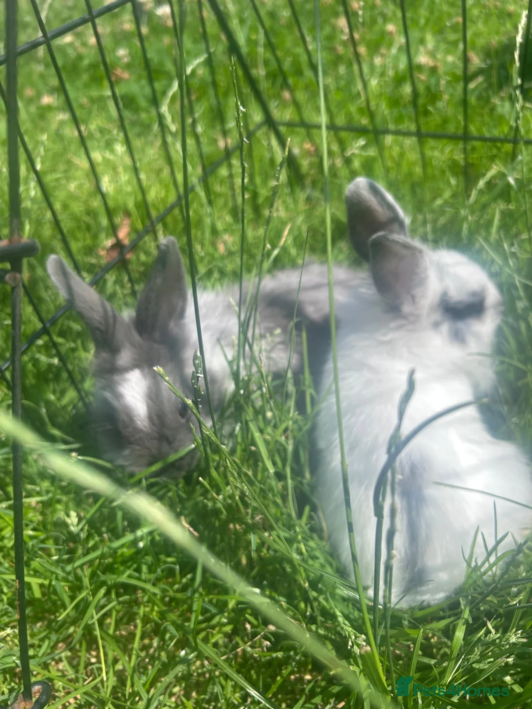 Lionhead rabbits for sale: 2 baby boys  - Advert 2