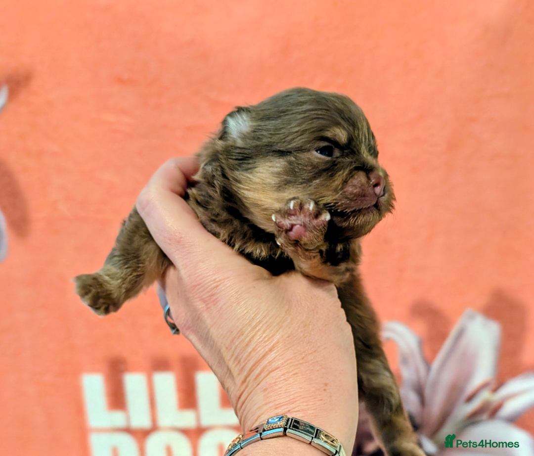 Pomeranian dogs for sale: All pups reserved  - Advert 22