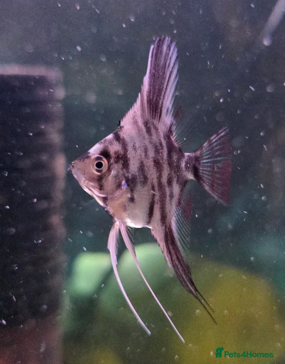 Angelfish fish for sale: Marble Angelfish  in Greenock - Advert 8