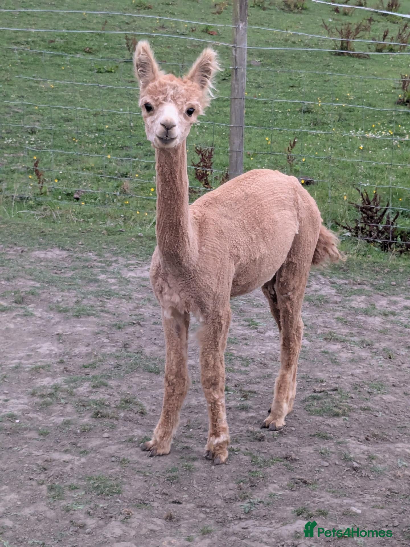 Alpaca livestock Lovely male Alpaca  - Advert 5