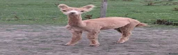 Alpaca livestock for sale: Lovely male Alpaca  in Bury - Advert 1
