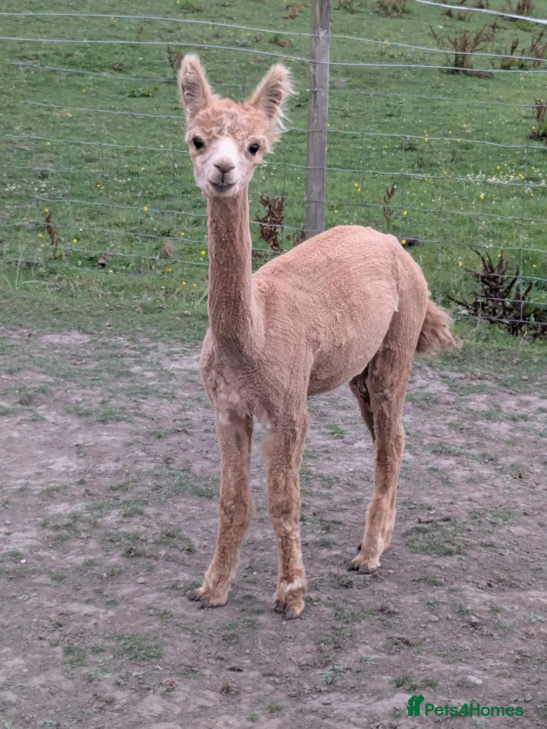 Alpaca livestock for sale: Lovely male Alpaca  in Bury - Advert 1