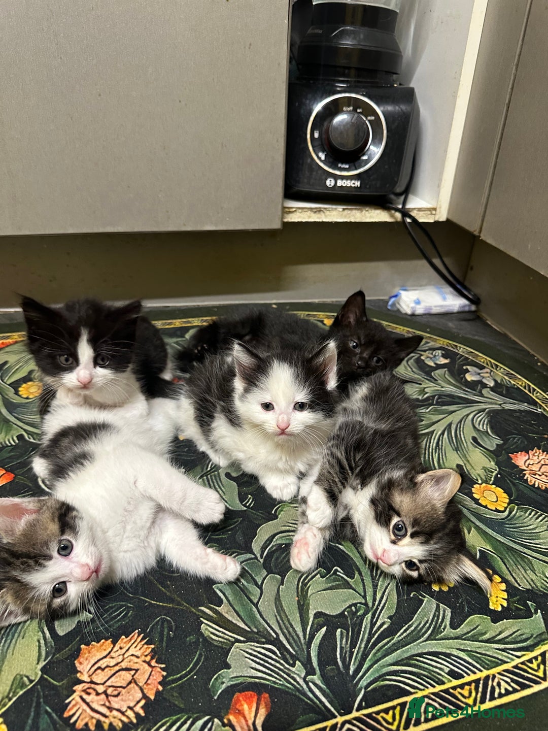 British Longhair cats for sale: Beautiful & playful kittens ready for new home - Image 1