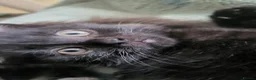 Domestic Shorthair cats for sale: Female - Advert 5