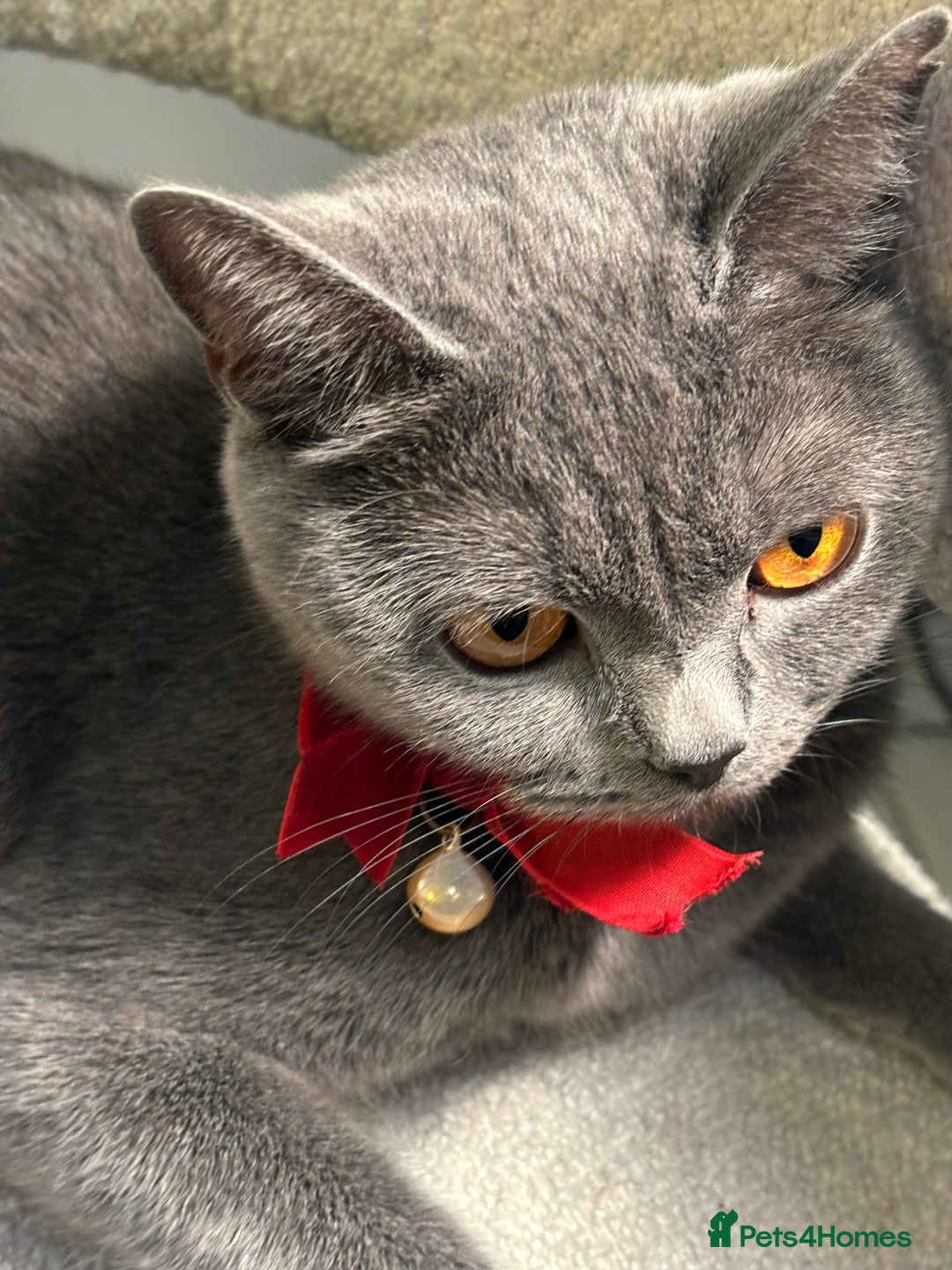 Brazilian Shorthair cats for sale: British Short Hair Kittens Available  - Advert 3