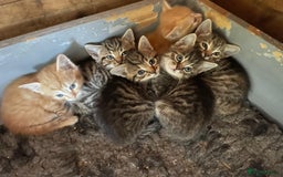 Domestic Shorthair cats for sale: Gorgeous 1/2 Bengals kittens - Image 10
