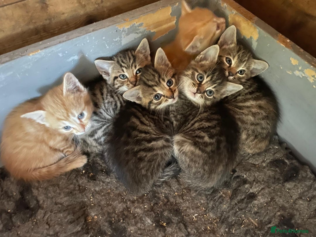 Domestic Shorthair cats for sale: Gorgeous 1/2 Bengals kittens - Image 10