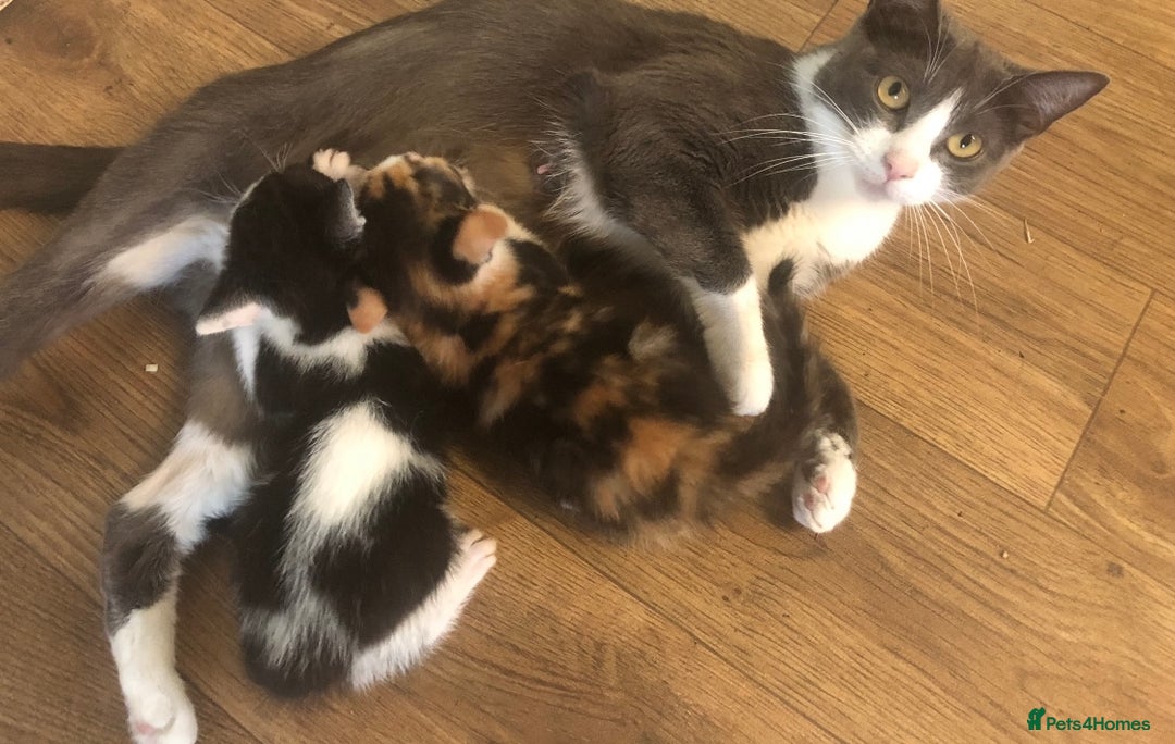 British Shorthair cats for sale: 4 British short hair kittens left Calico girls - Image 13