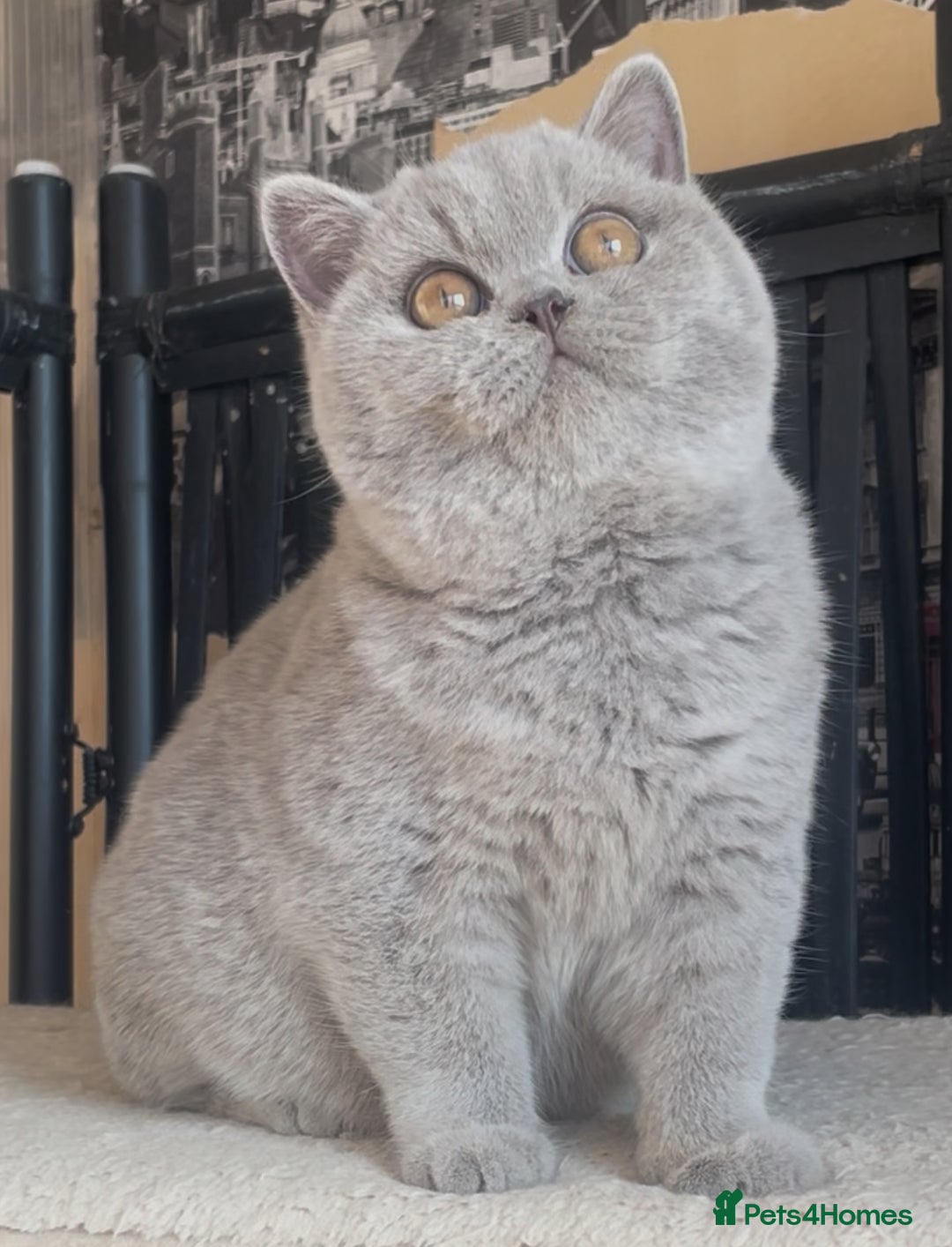 British Shorthair cats for sale: Beautiful BSH lilac girl for sale - Advert 4