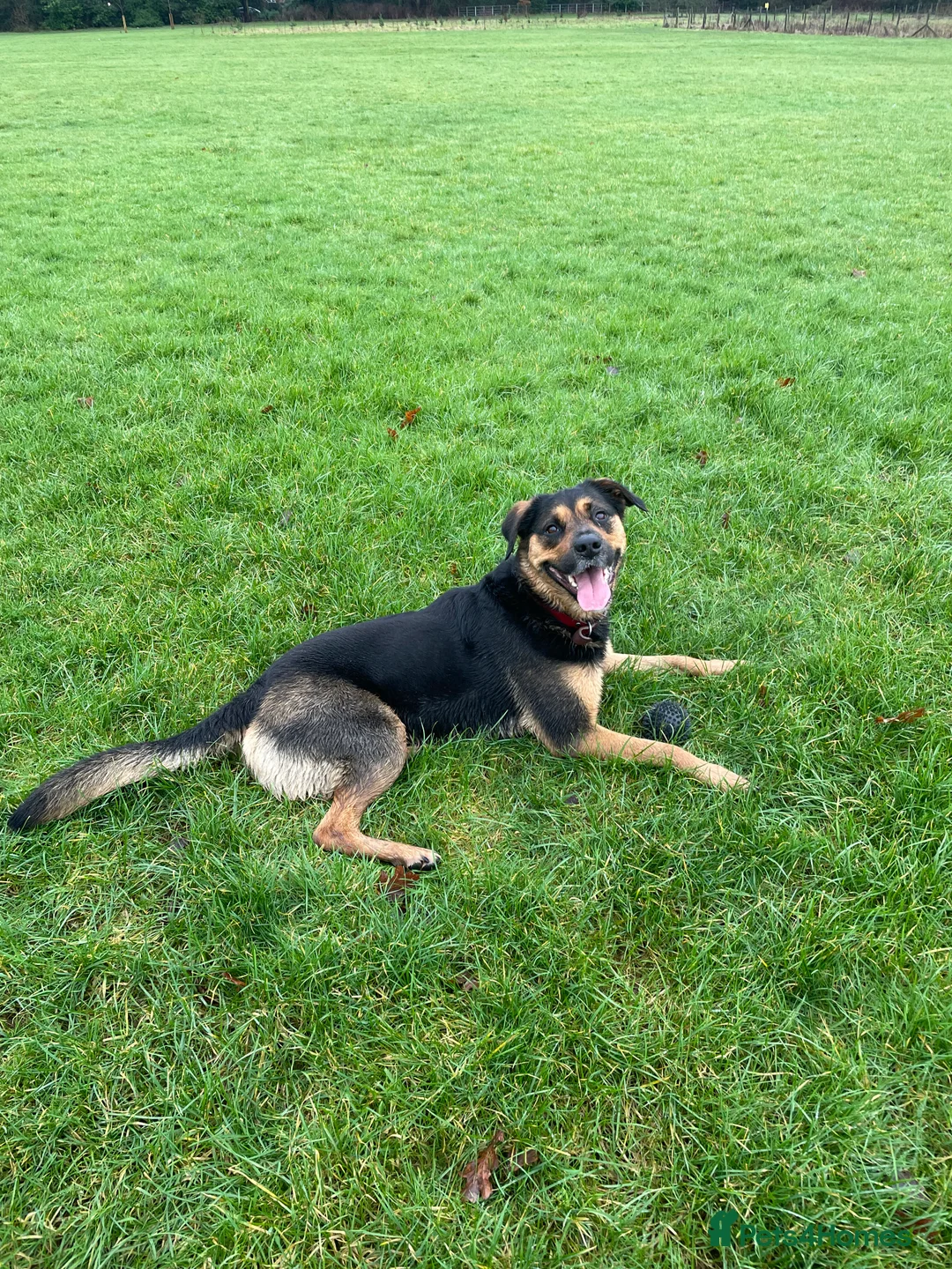 Mixed Breed dogs for adoption: Willow Rottie Cross Collie in Coventry - Advert 2