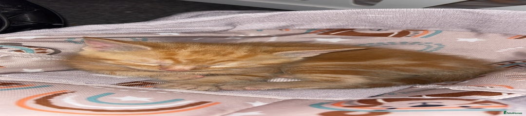 Mixed Breed Kitten 1