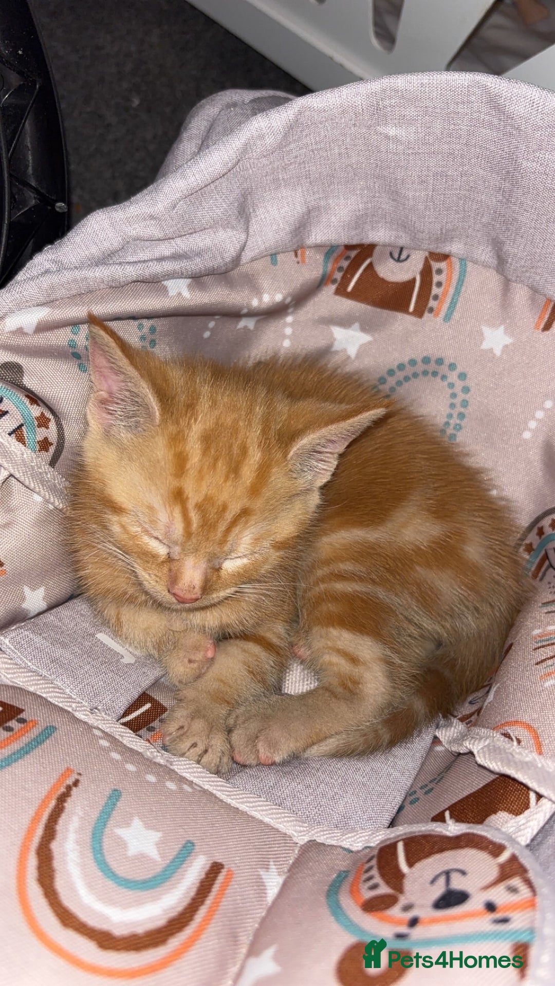 Mixed Breed cats for sale: 2 male 2 female kittens  - Image 2