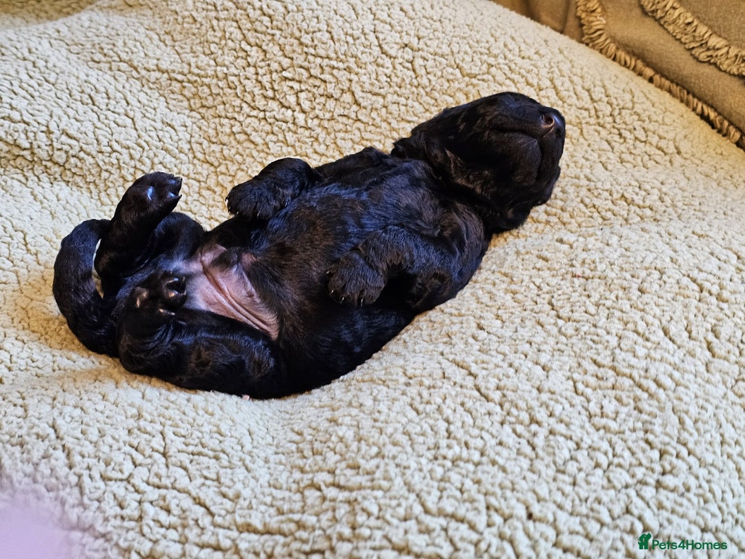 Goldendoodle dogs for sale: Exceptional Medium Goldendoodle pups for sale - Advert 20