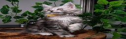 Maine Coon cats for sale: 8 STUNNING PEDIGREE TICA REG MAINE COON KITTENS - Advert 39