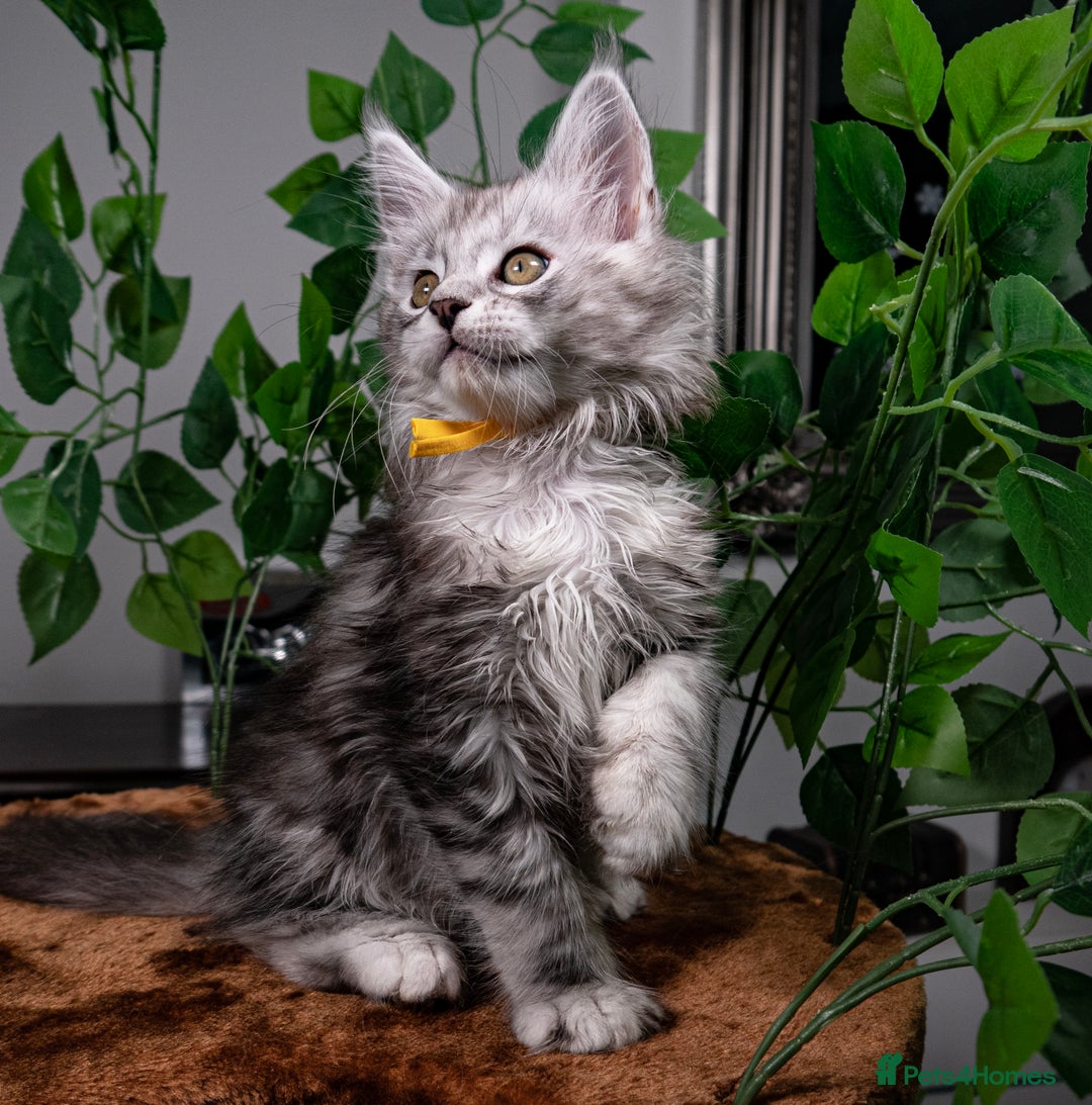 Maine Coon cats for sale: 8 STUNNING PEDIGREE TICA REG MAINE COON KITTENS - Advert 39
