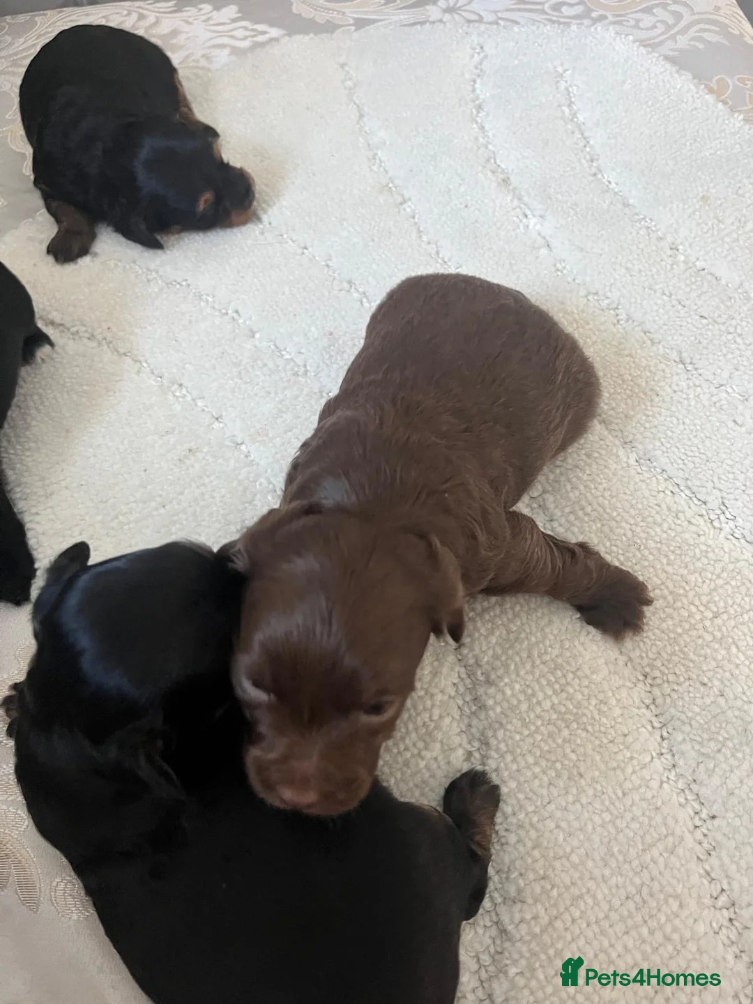 Shihpoo dogs for sale: Shih poo litter beautiful pups  - Advert 2