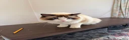 Ragdoll cats for sale: Unfortunate rehoming - Advert 8