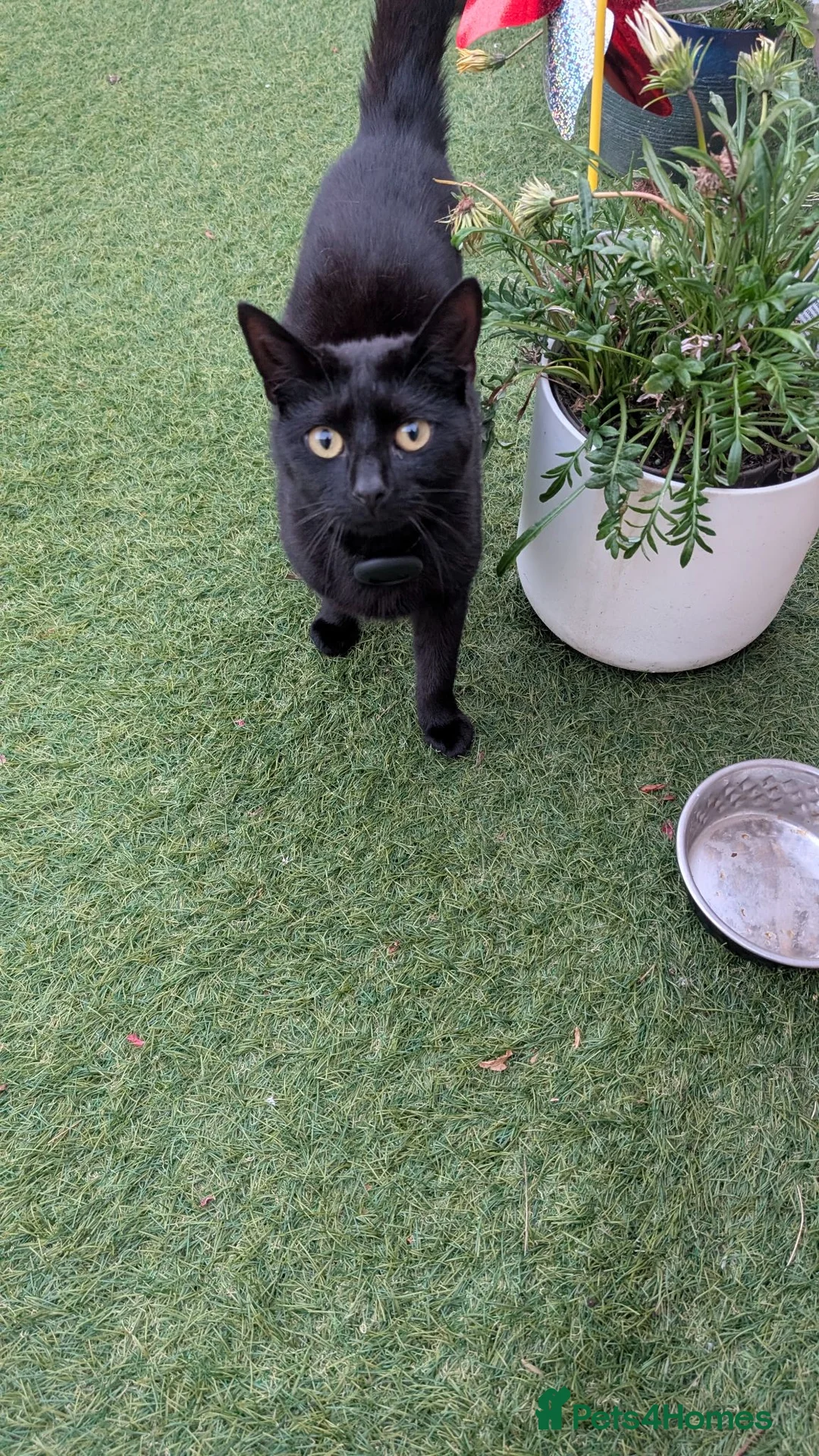 British Shorthair cats for sale: Little Arya needs a new home - Advert 2