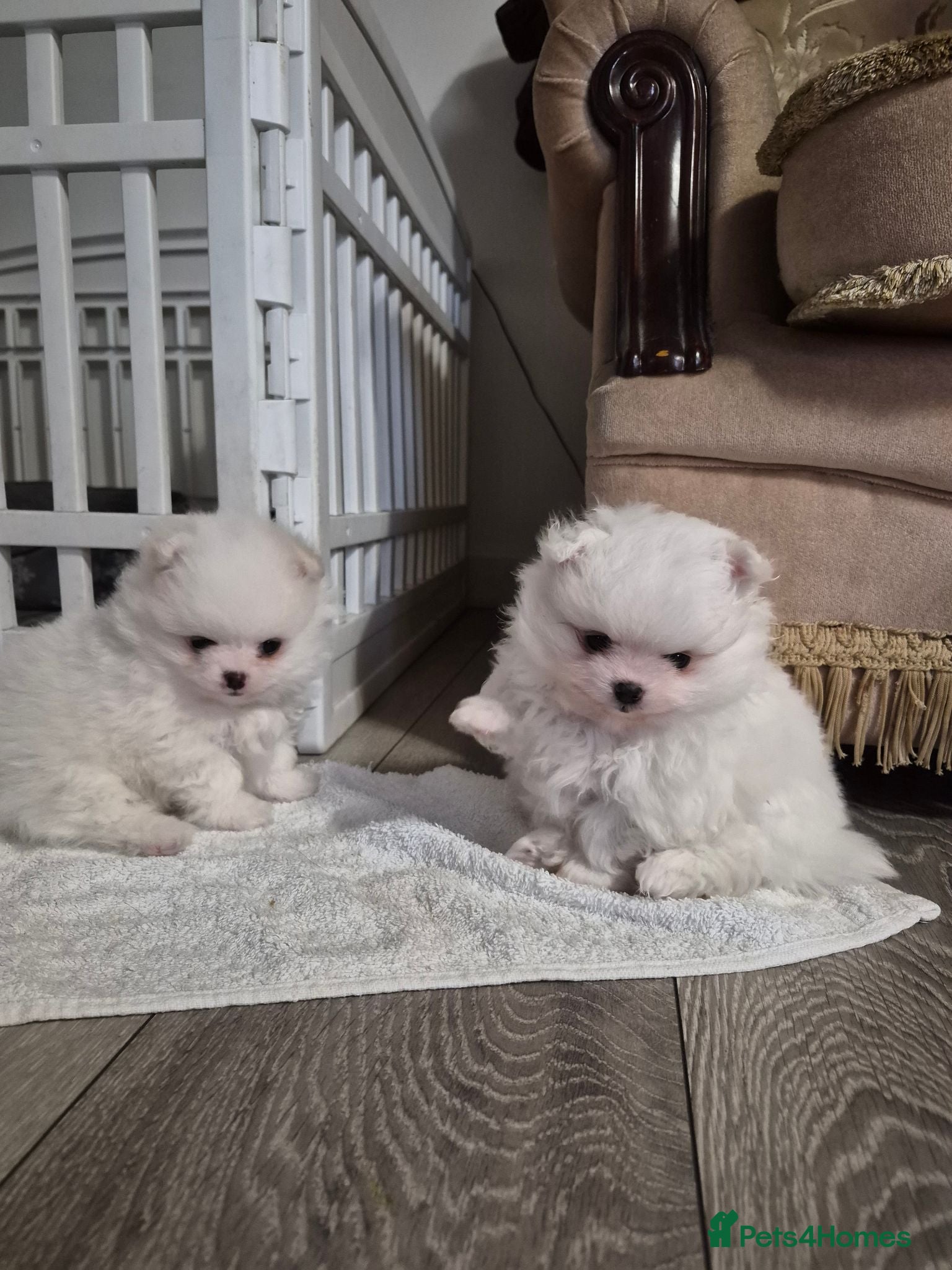 Pomeranian dogs 2 pure white pomeranian 9 weeks old for sale - Advert 18