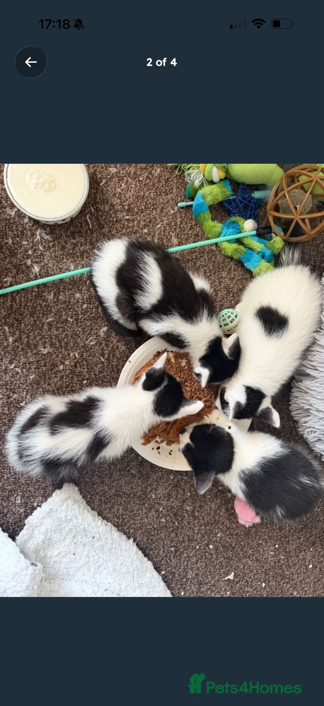Mixed Breed cats for sale: 3 gorgeous black&white female kittens - Advert 2