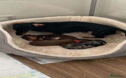 Miniature Dachshund dogs for sale: Miniature dachshund  - Image 19