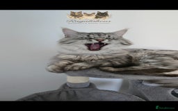 Maine Coon cats for stud: Championship line Carries Shaded GCCF & TICA Stud - Image 7