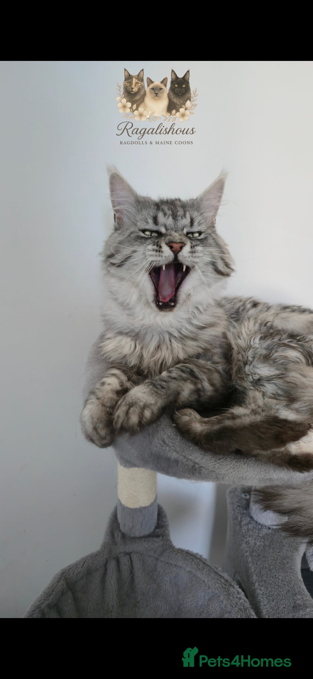 Maine Coon cats for stud: Championship line Carries Shaded GCCF & TICA Stud - Image 7