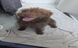 Patterdale Terrier dogs for sale: Fell Terrier  - Image 1